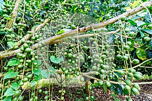 Plants in the tropical botanical garden