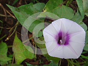 Sweet potato in flower - Pale pink to viole flower of the sweet potato vine photo