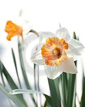 Two daffodils Narcissus in front of white background