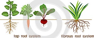 Plants with different types of root systems: tap and fibrous root systems