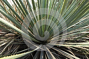 Plants at the UNAM Botanical Garden photo