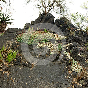 Plants at the UNAM Botanical Garden photo