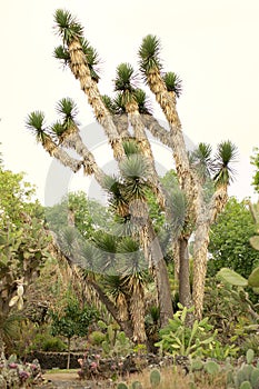 Plants at the UNAM Botanical Garden photo