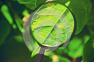 Plants under the magnifying glass. Increase.