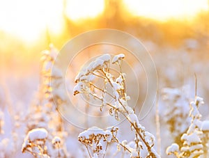 Plants under snow pillow at warm sunlight