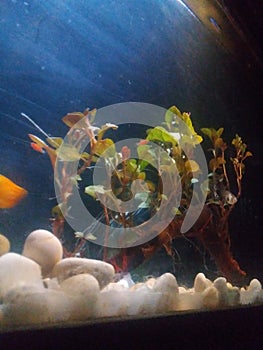 Plants under water scape