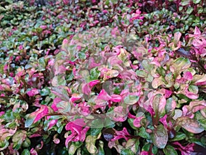 Plants with a unique texture