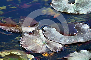 Detail of dead leaves during winter