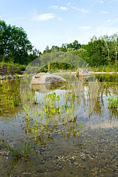 Plants used at natural swimming pond for purifying water