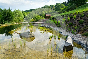 Plants used at natural swimming pond for purifying water