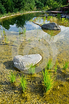 Plants used at natural swimming pond for purifying water