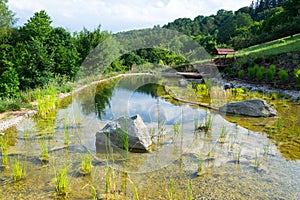 Plants used at natural swimming pond for purifying water