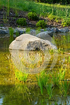 Plants used at natural swimming pond for purifying water