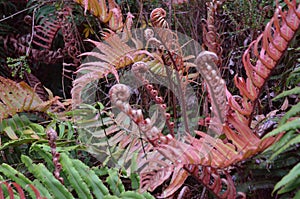 Plants of the Valdivian temperate rainforests in southern Chile Chilean Patagonia