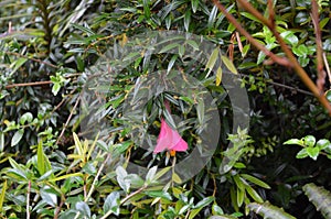 Plants of the Valdivian temperate rainforests in southern Chile Chilean Patagonia