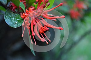 Plants of the Valdivian temperate rainforests in southern Chile Chilean Patagonia