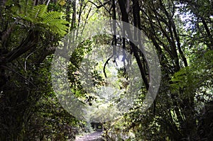 Plants of the Valdivian temperate rainforests in southern Chile Chilean Patagonia