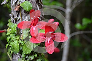 Plants of the Valdivian temperate rainforests in southern Chile Chilean Patagonia