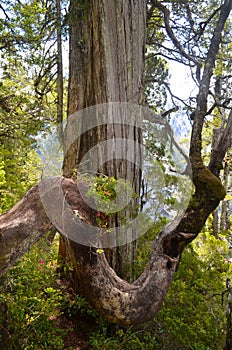 Plants of the Valdivian temperate rainforests in southern Chile Chilean Patagonia