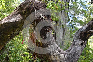 Plants of the Valdivian temperate rainforests in southern Chile Chilean Patagonia