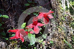 Plants of the Valdivian temperate rainforests in southern Chile Chilean Patagonia