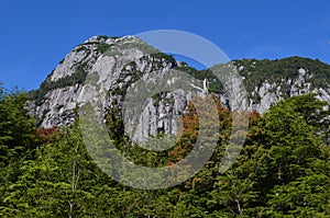 Plants of the Valdivian temperate rainforests in southern Chile Chilean Patagonia