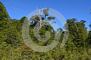 Plants of the Valdivian temperate rainforests in southern Chile Chilean Patagonia