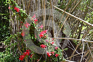 Plants of the Valdivian temperate rainforests in southern Chile Chilean Patagonia