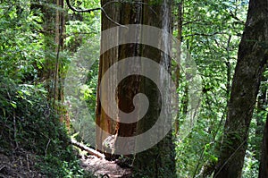 Plants of the Valdivian temperate rainforests in southern Chile Chilean Patagonia photo