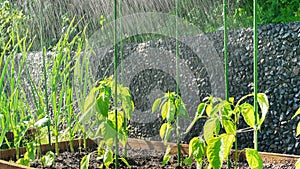 Plants in the vegetable garden during the rain. Watering the garden with natural rainfall. Young seedlings may break during rain.