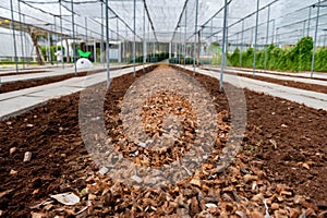 Plants and vegetable in organics hydroponics farm