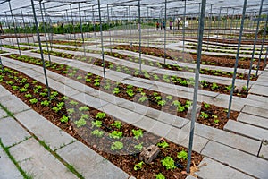 Plants and vegetable in organics hydroponics farm