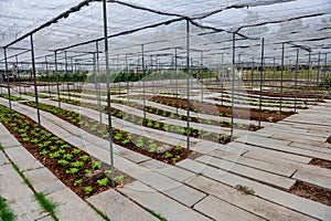 Plants and vegetable in organics hydroponics farm