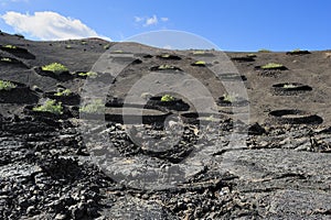 Plants on volcanic hill at Timanfaya National Park, Lanzarote Is