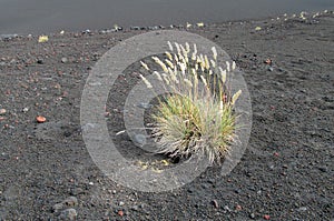 Plants in volcano crater after erruption