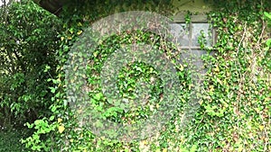 Plants on the wall and window of the old house