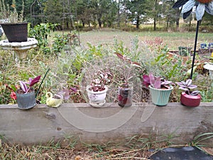 Plants wandering Jew, succulents, cactus