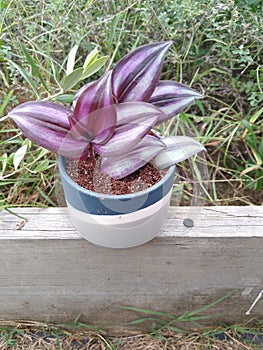 Plants wandering Jew, succulents, cactus