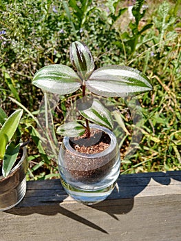 Plants wandering Jew, succulents, cactus