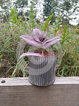 Plants wandering Jew, succulents, cactus