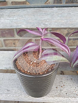 Plants wandering Jew, succulents, cactus