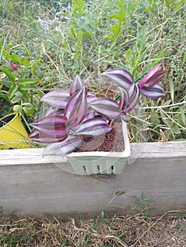 Plants wandering Jew, succulents, cactus