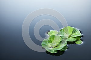 Plants and water