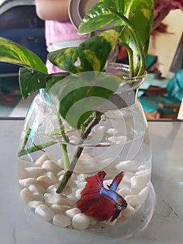 Plants water with Red blue fighter little fish