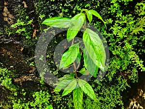 plants in the water seepage on the neighboring wall photo