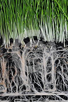 Plants of wheat with beautiful white roots