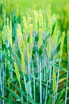 Plants of wheat cereal Triticum aestivum Botany and nutrition photo