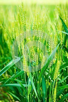 Plants of wheat cereal Triticum aestivum Botany and nutrition