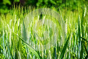 Plants of wheat cereal Triticum dicoccum Botany and nutrition photo