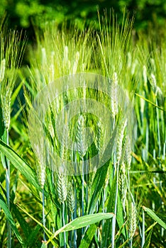 Plants of wheat cereal Triticum durum  Botany and nutrition photo